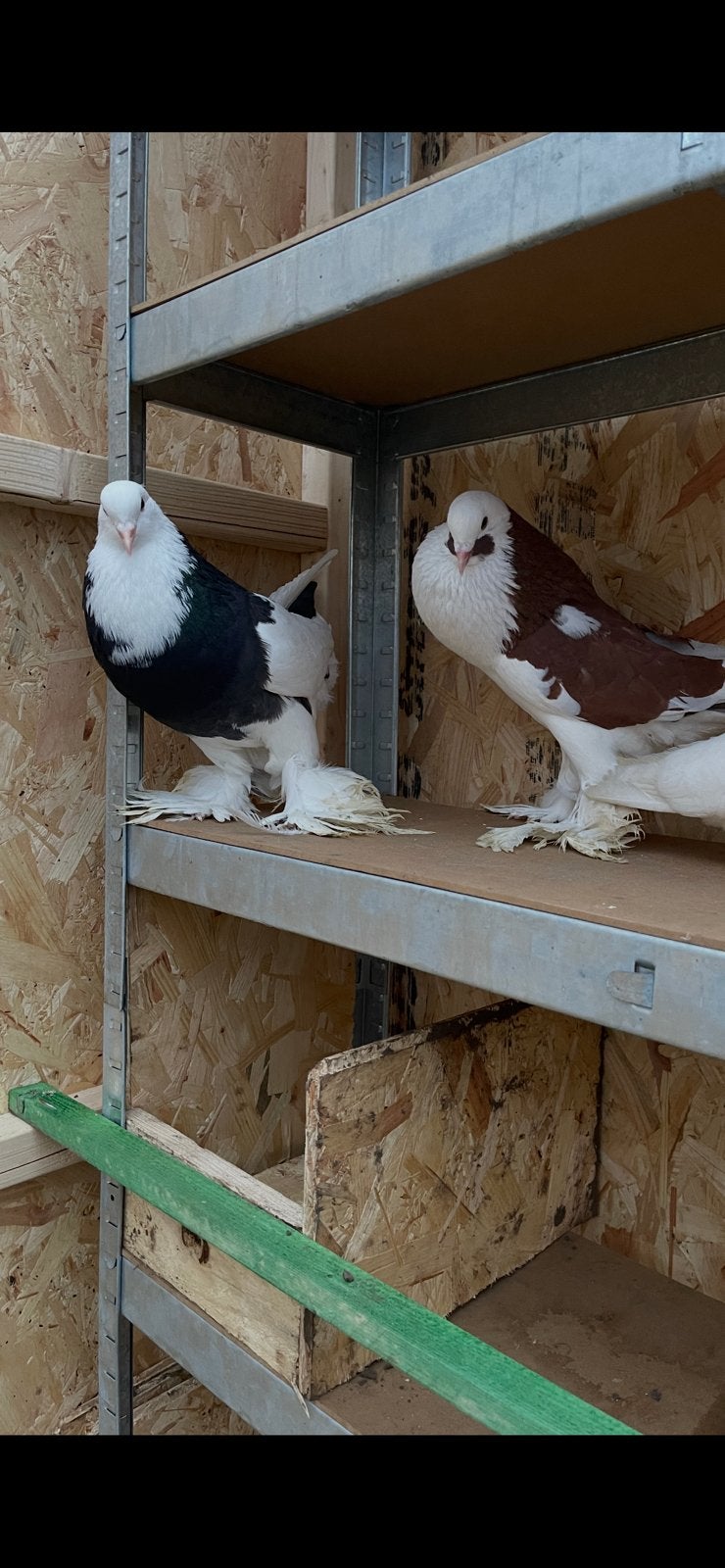 duiven gentse kropper, Dieren en Toebehoren, Vogels | Duiven, Kropper