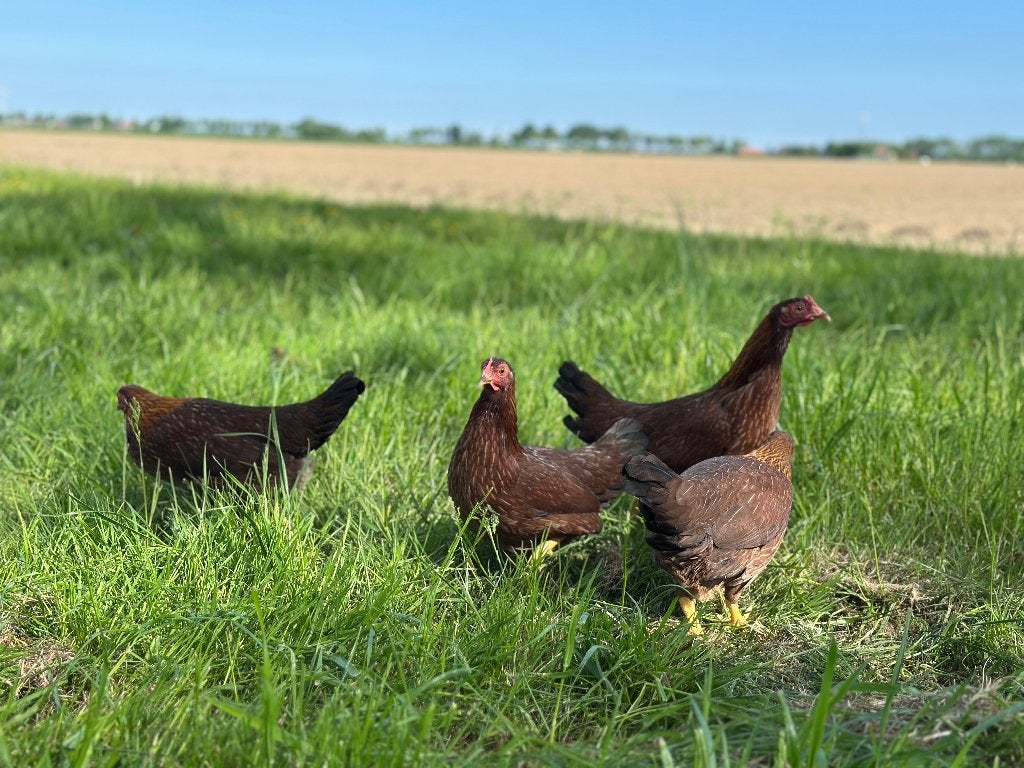Jonge tamme Welsumer kriel kippen gesekst en ingeënt, Dieren en Toebehoren, Pluimvee