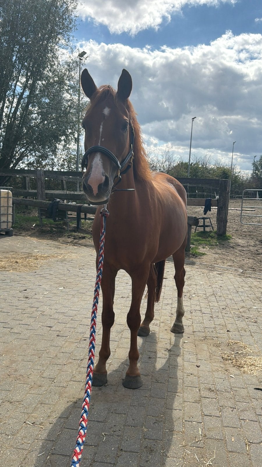 D pony ruin, Dieren en Toebehoren, Met stamboom, Ruin, Springpony, 3 tot 6 jaar