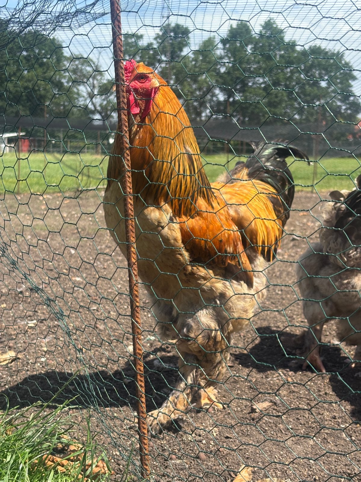 Brahma Haan, Animaux & Accessoires, Volatiles, Poule ou poulet, Mâle