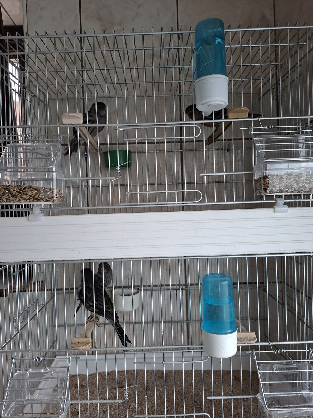 Kanaries, Dieren en Toebehoren