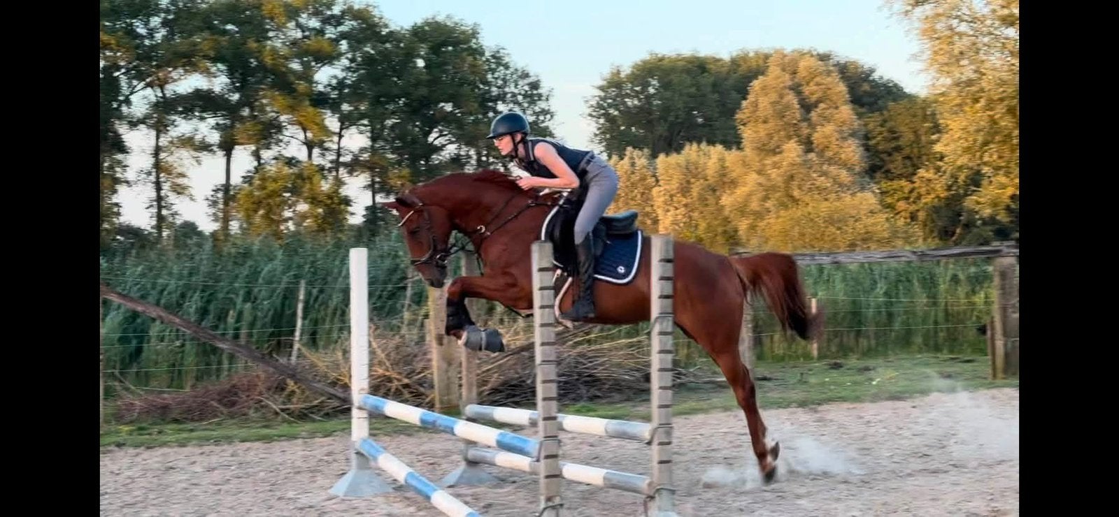 Project paardje, Dieren en Toebehoren, Gechipt, Ruin, L, 7 tot 10 jaar
