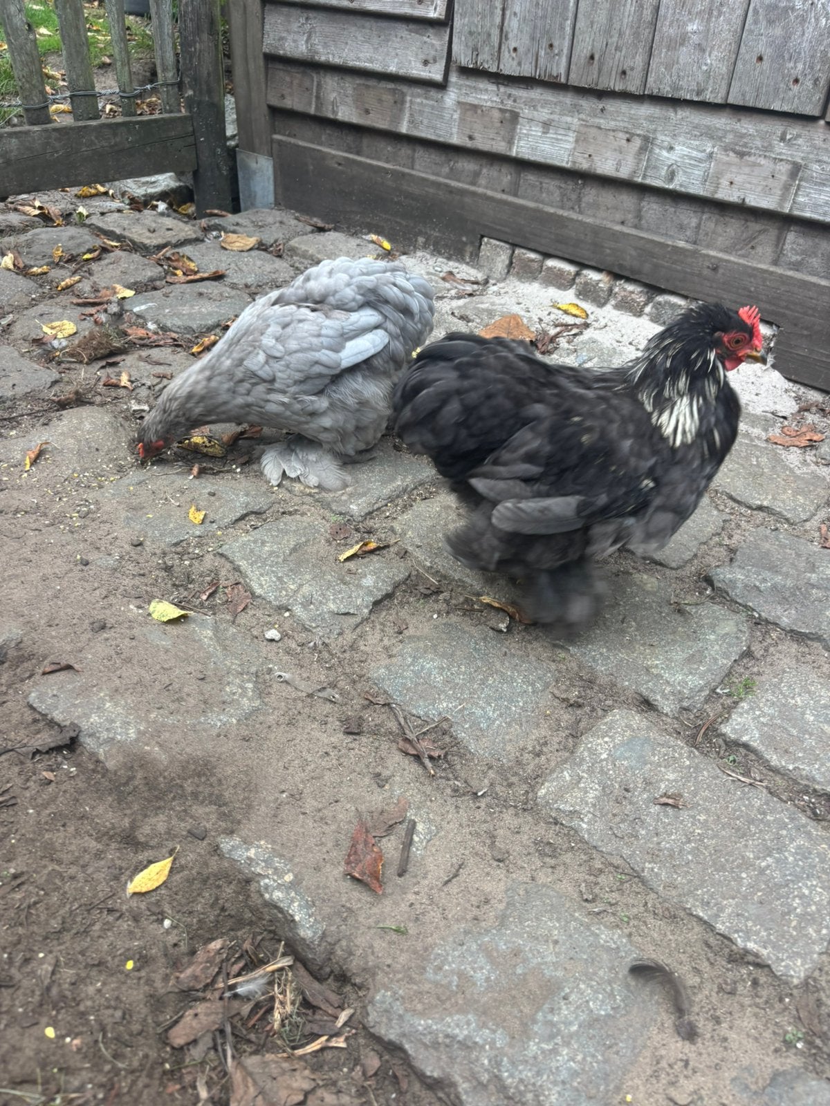 Mooi koppeltje cochin krieltje voor vijf sterre huisje, Meerdere dieren, Kip