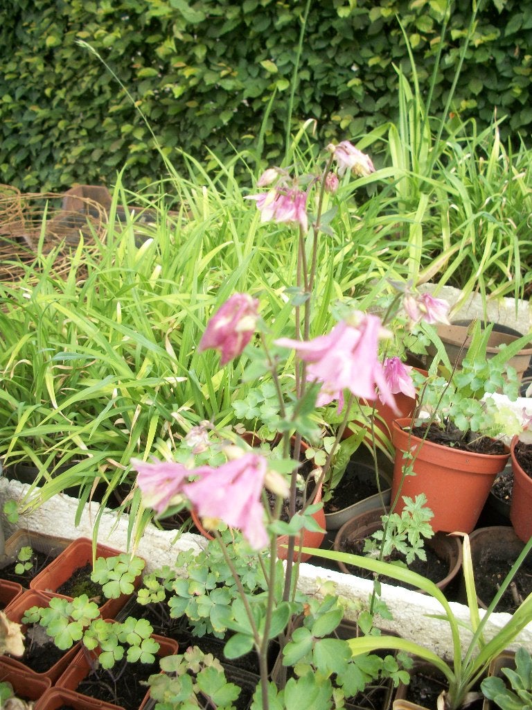 Akelei in pot in bloei, Tuin en Terras, Planten | Tuinplanten, Vaste plant, Halfschaduw, Lente, Ophalen