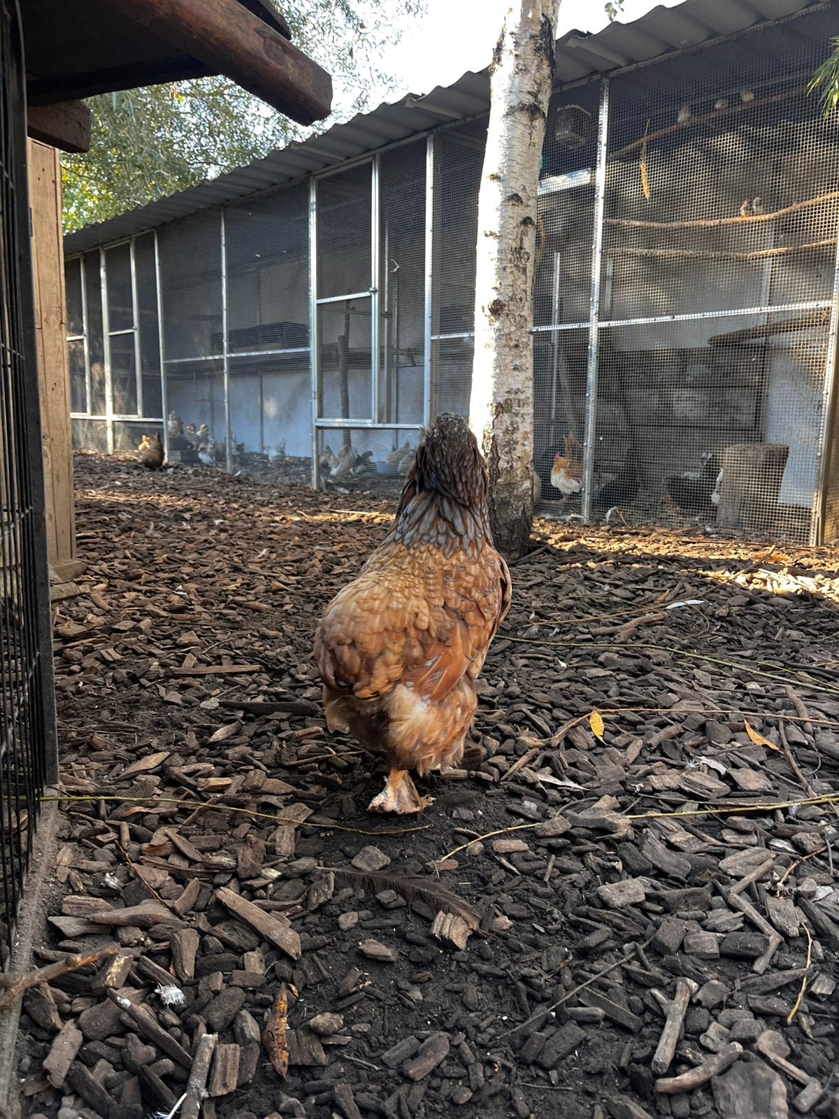 Araucana mix, Dieren en Toebehoren