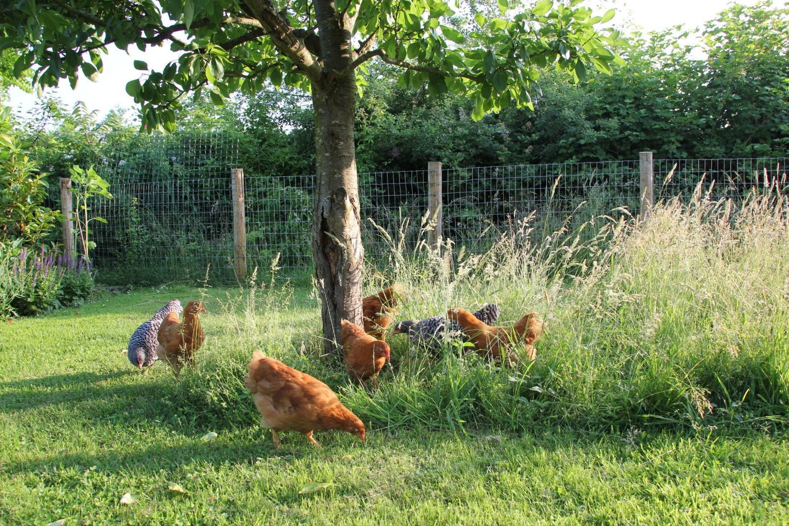 Gezocht: Weiland omgeving Hasselt/Alken voor pluimvee, Dieren en Toebehoren