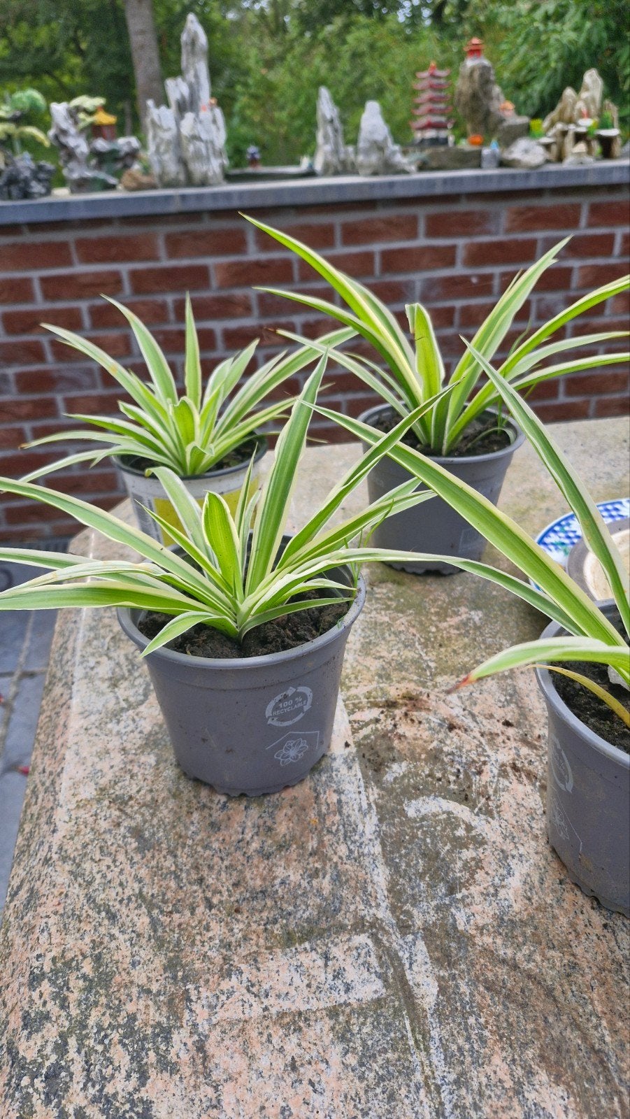 A donner plantes Chlorophyton, Ophalen