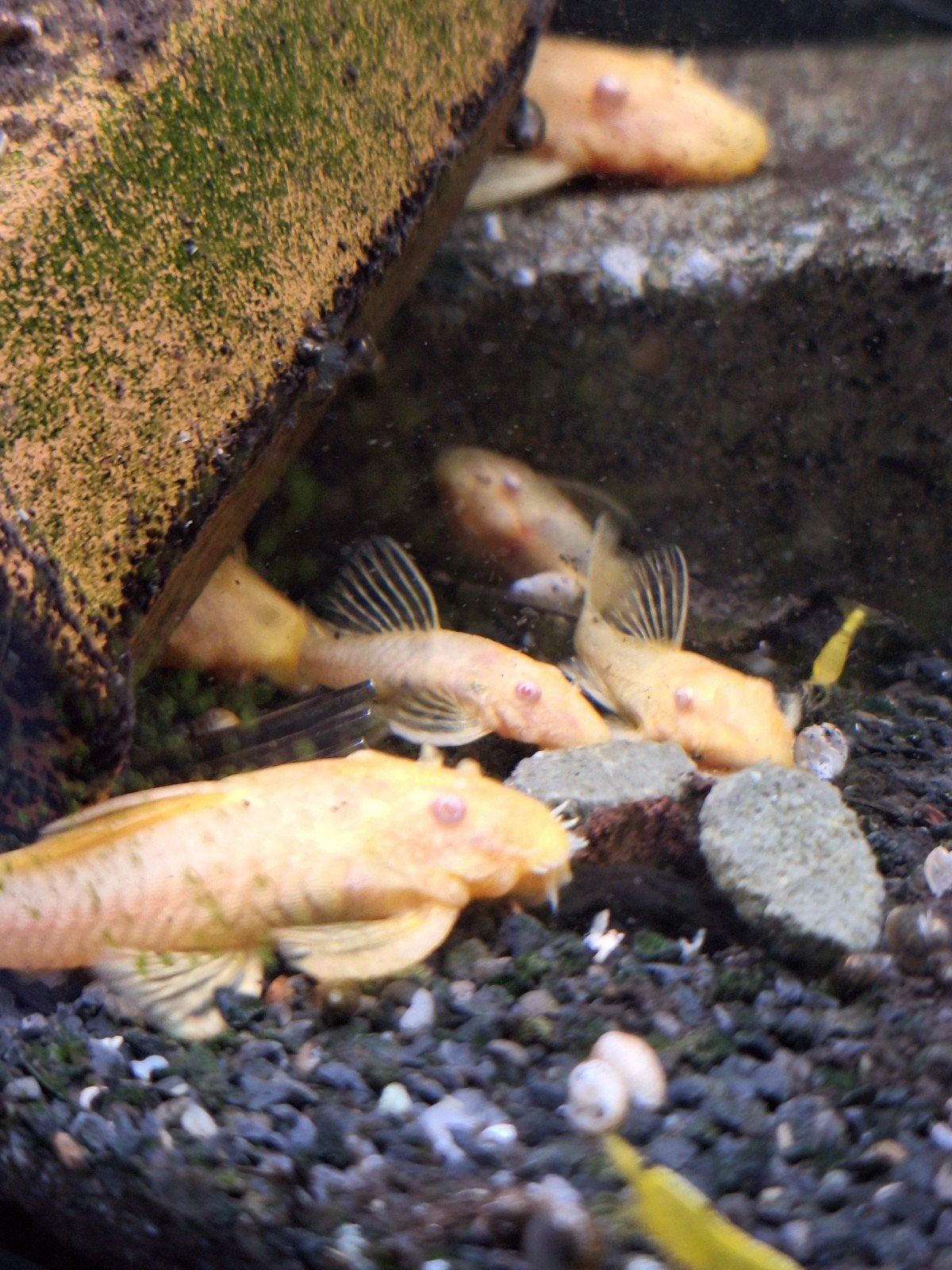 Ancistrus albino, Vis, Zoetwatervis, Schoolvis