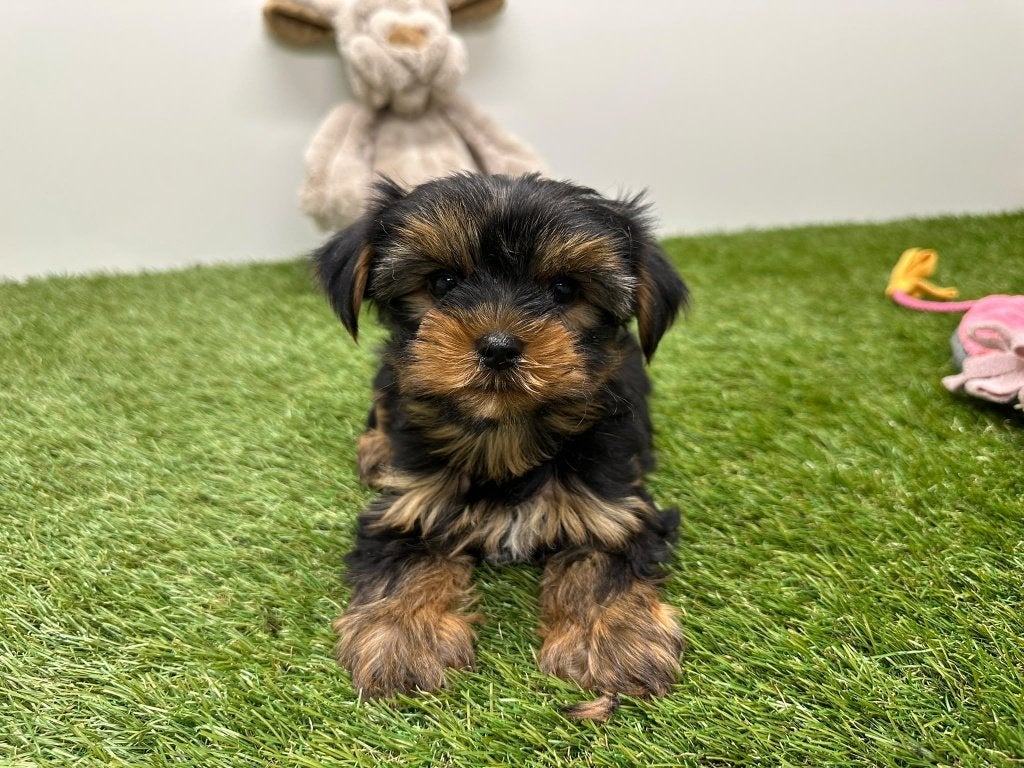 Portée de chiots Yorkshire Terrier, taille petite, Animaux & Accessoires, Yorkshire Terrier, Chien (mâle), Maladie de Carré (chiens)