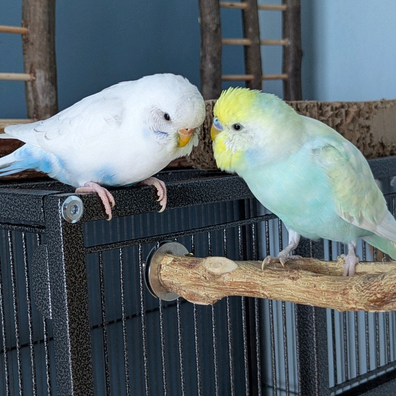 Couple de perruche ondulée apprivoisé, Plusieurs animaux, Perruche, Domestique
