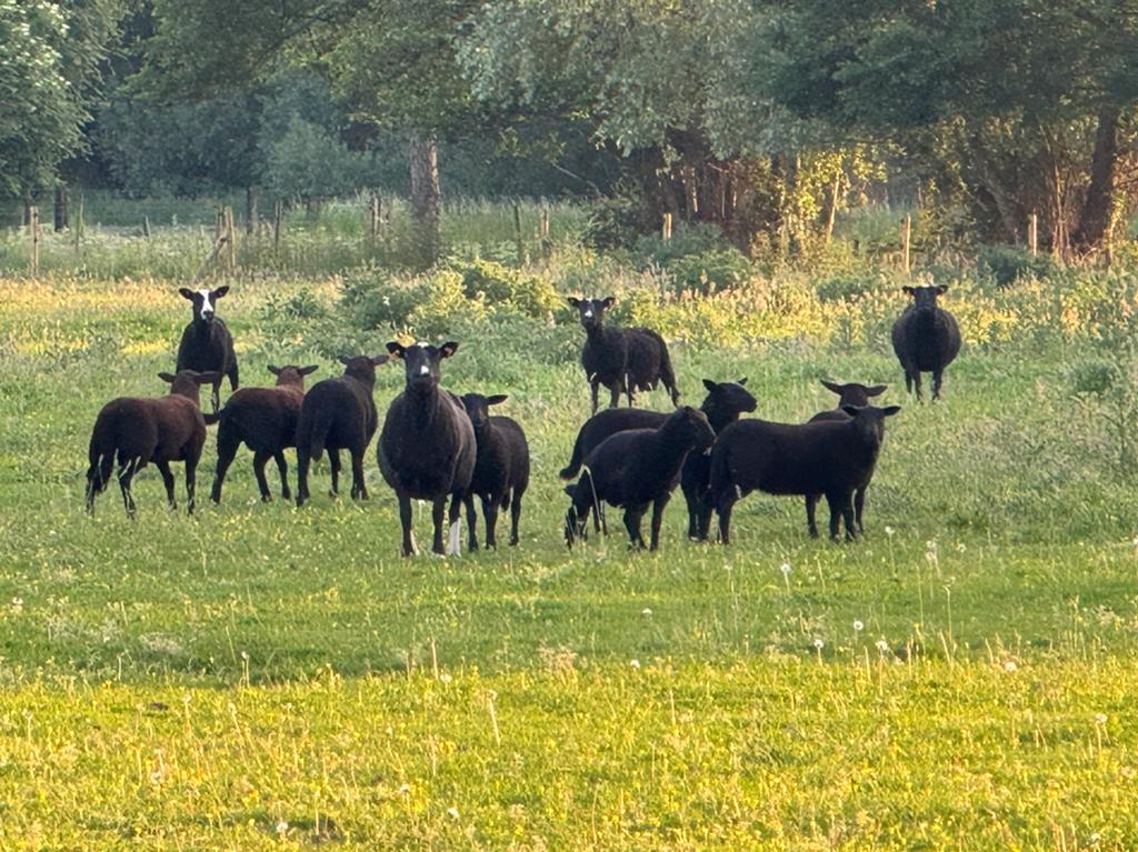 Schapen te koop, Animaux & Accessoires, Moutons, Chèvres & Cochons, Plusieurs animaux