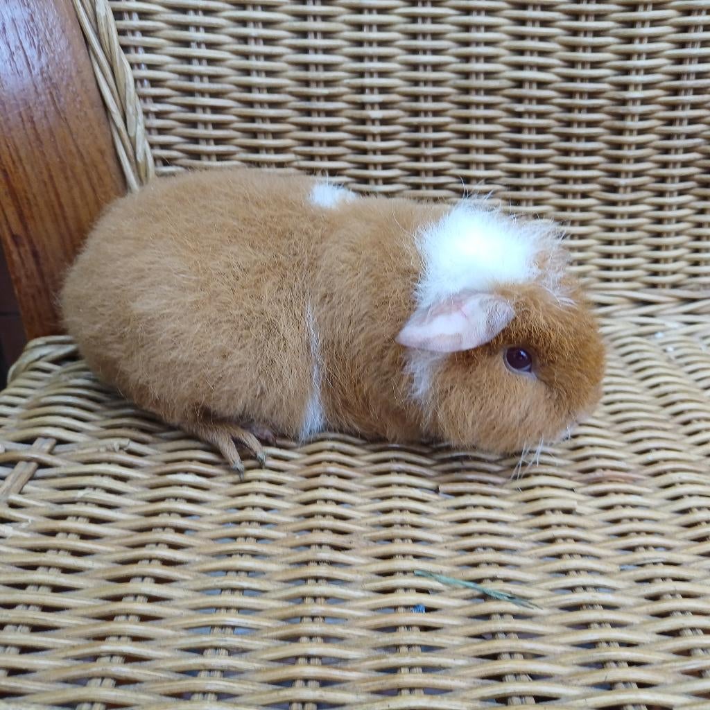 Cavia beer teddy, Avril, Mâle, Cobaye