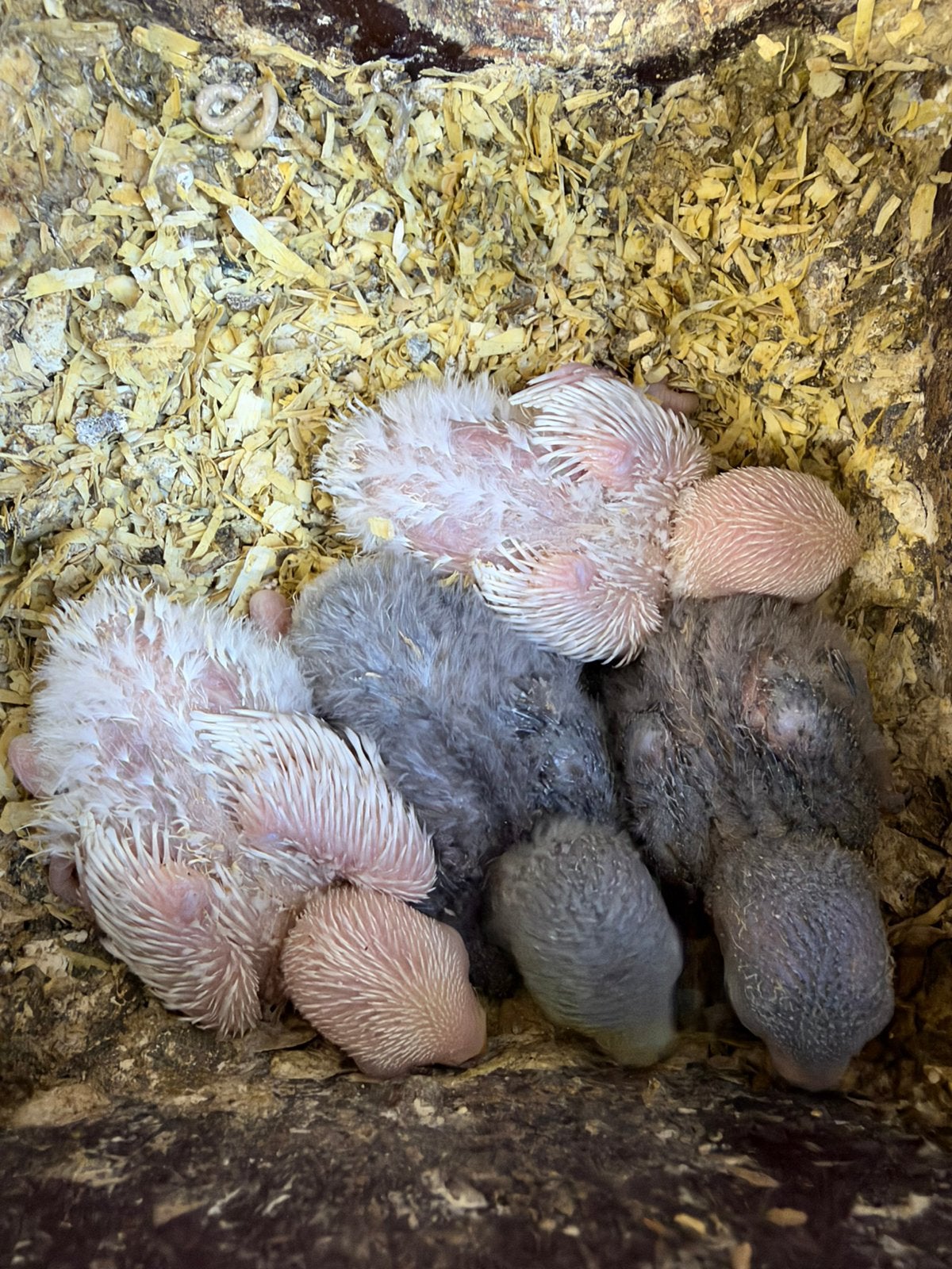 Blauw baby dwergpapegaai, Dieren en Toebehoren, Tam