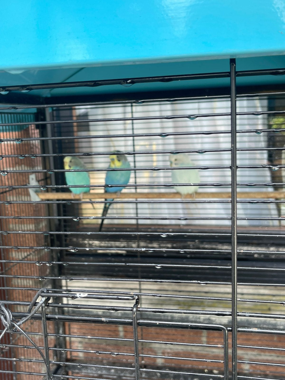 Vogel kooi, Ophalen, Vogelkooi