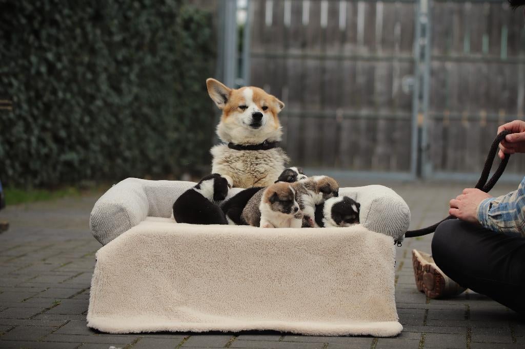 Schattige Welsh Corgi Pembroke Pups – Nu te Reserveren!, Dieren en Toebehoren, België, Overige rassen, 8 tot 15 weken, Meerdere
