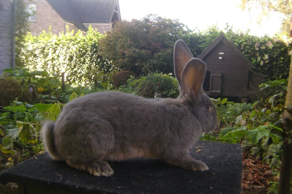 Blauwgrauwe Vlaamse reus, Dieren en Toebehoren, Mannelijk, Groot