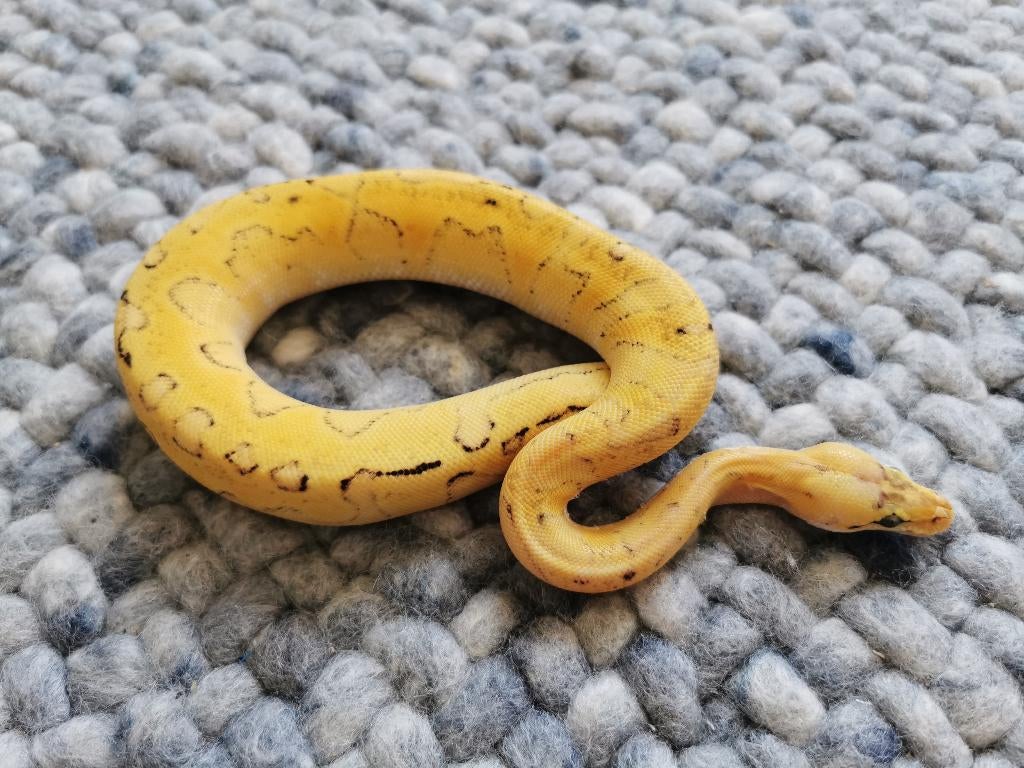 0.1 Koningspython; Champagne super Enchi Pastel, Dieren en Toebehoren, Reptielen en Amfibieën, Slang, 0 tot 2 jaar, Tam