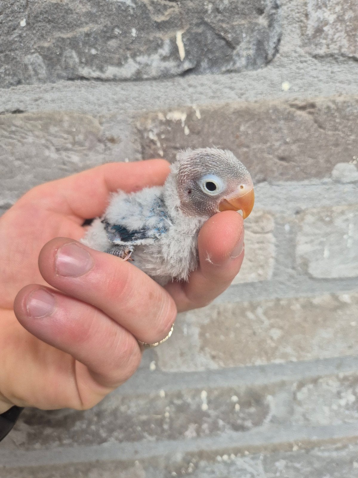 Dwergpapegaaien fischeri voor handopfok, Plusieurs animaux, Perroquet nain ou Inséparable, Domestique