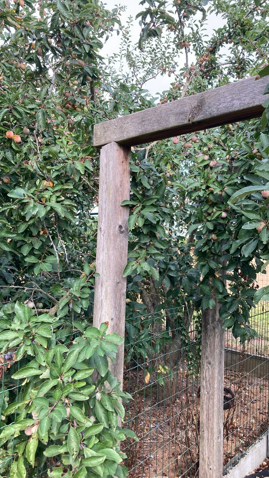 Bomen, Tuin en Terras, Ophalen, Zo goed als nieuw, Overige typen