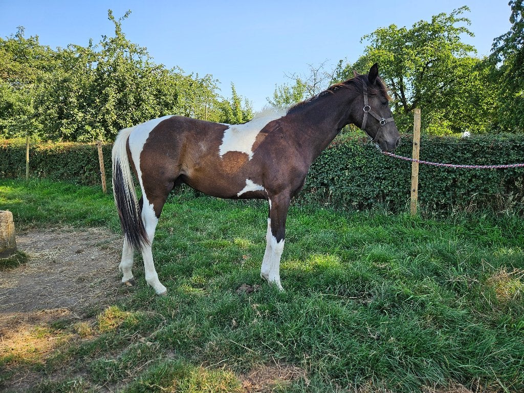 Knappe bonte jaarling hengst, Dieren en Toebehoren, Paarden, Hengst, 160 tot 165 cm, Springpaard, Met stamboom