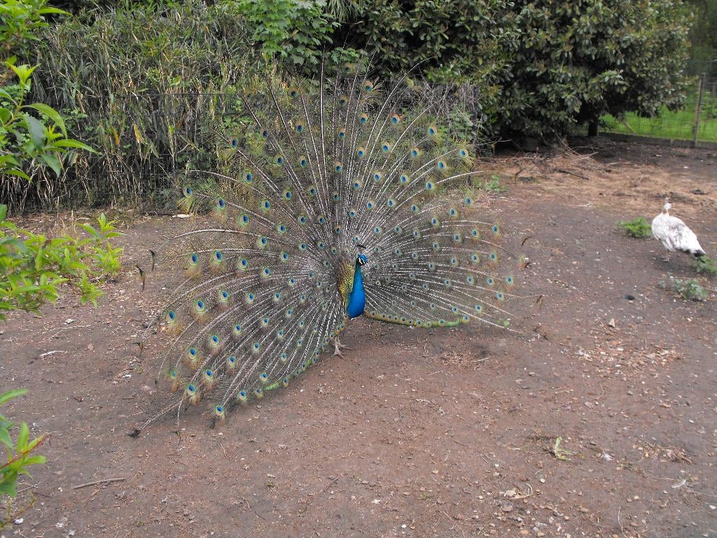œufs de paon bleu, Autres espèces