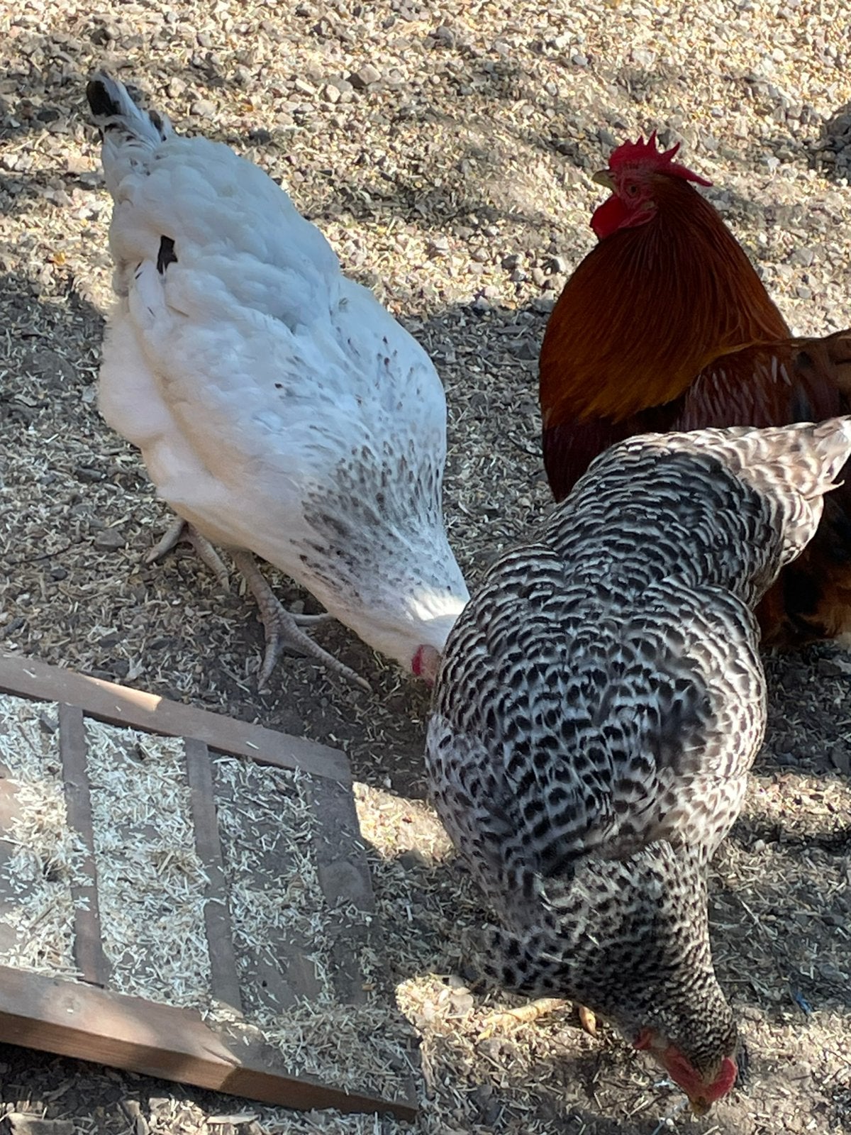 Te koop twee legkippen een witte met beetje zwart en grijze, Dieren en Toebehoren, Pluimvee, Vrouwelijk, Kip