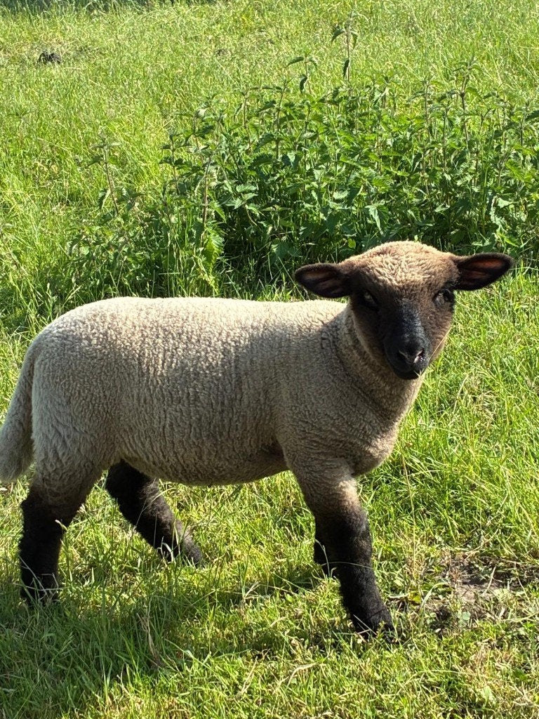 Hampshire down ooien, Vrouwelijk, Schaap, 0 tot 2 jaar