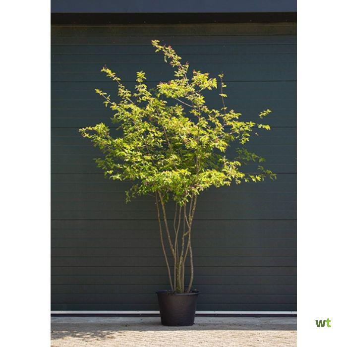 Amelanchier lamarckii - KRENTENBOOMPJE - 250/275 cm, Tuin en Terras, Planten | Bomen, Zomer, In pot, Ophalen