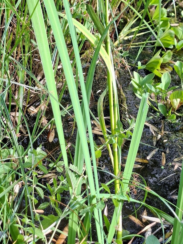 Vijverplanten Gele iris, Enlèvement, Neuf