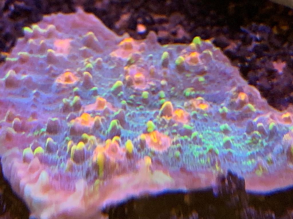 Chalice,euphylia,goniopora koraal, Animaux & Accessoires, Poissons | Poissons d'aquarium, Autres types
