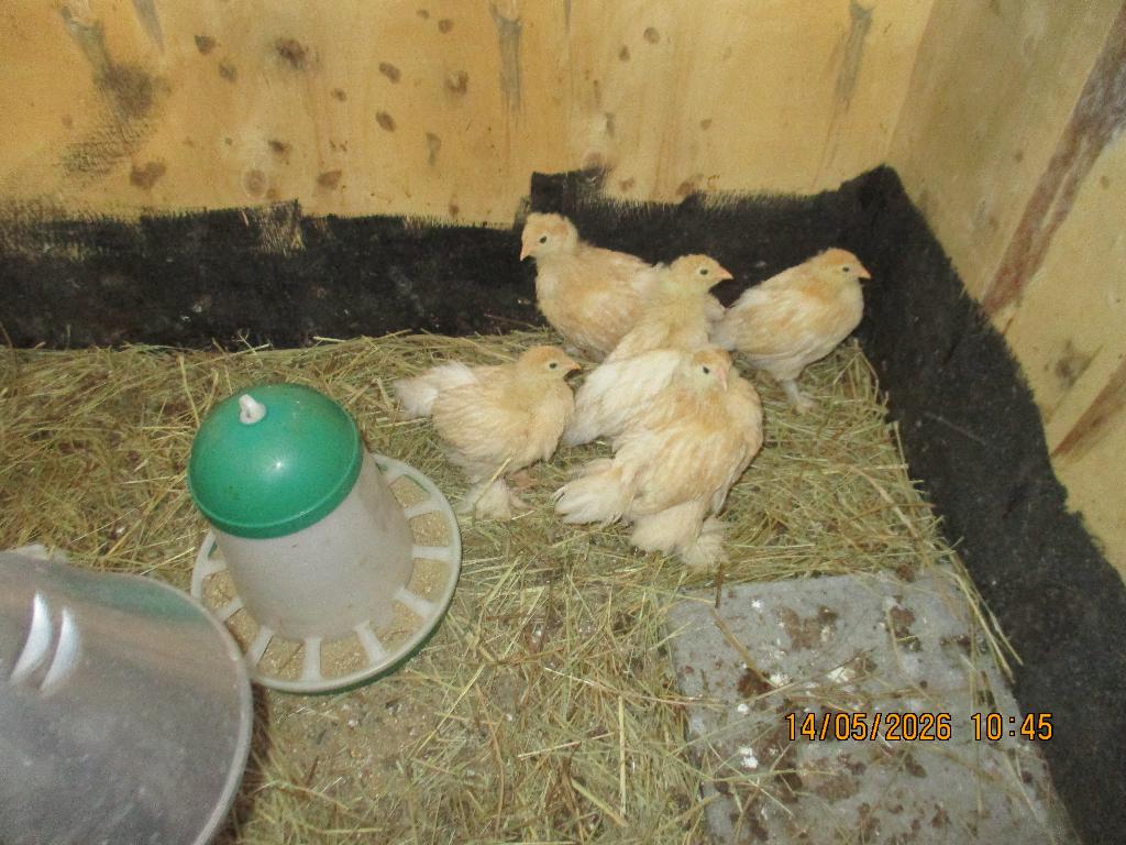kuikens brahma groothoenders