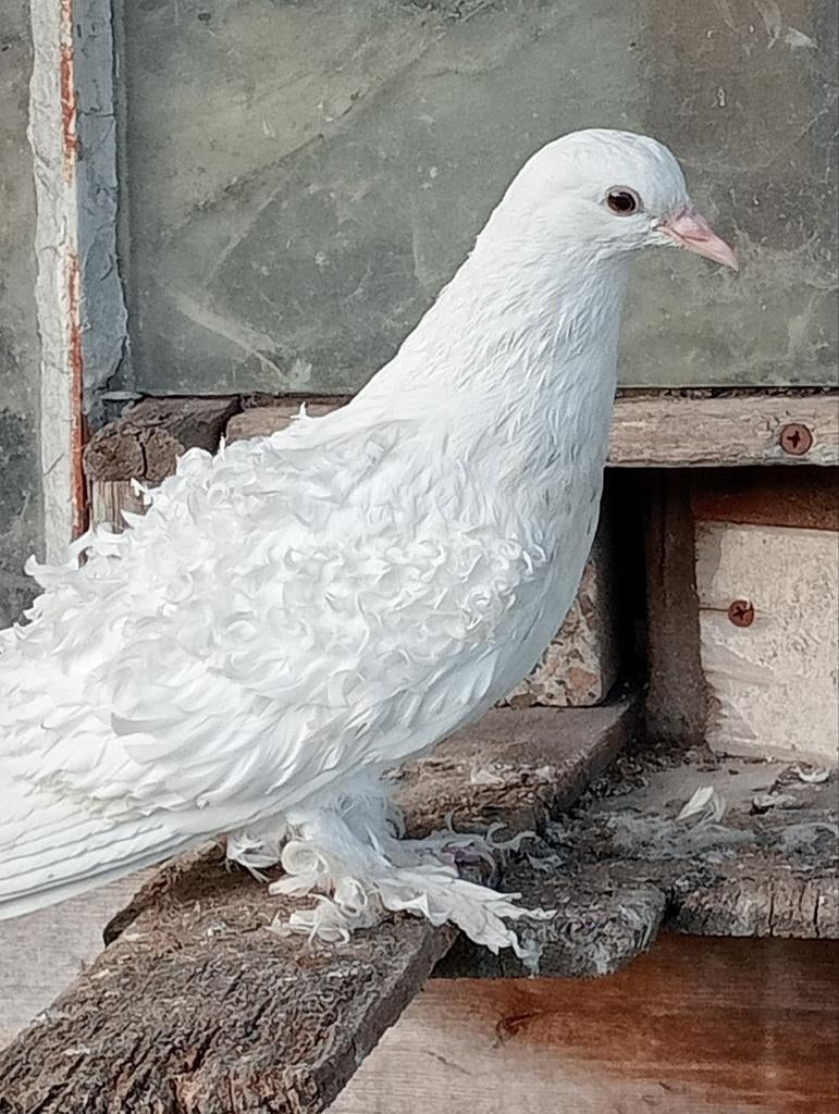 Krul duiven, Dieren en Toebehoren, Vogels | Duiven