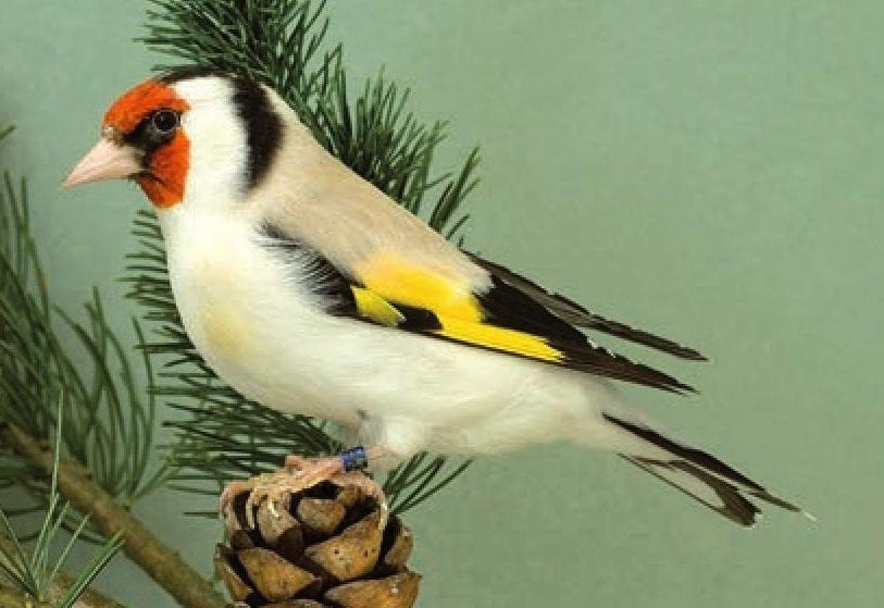 Des putters de mutation., Plusieurs animaux, Oiseau chanteur sauvage, Bagué