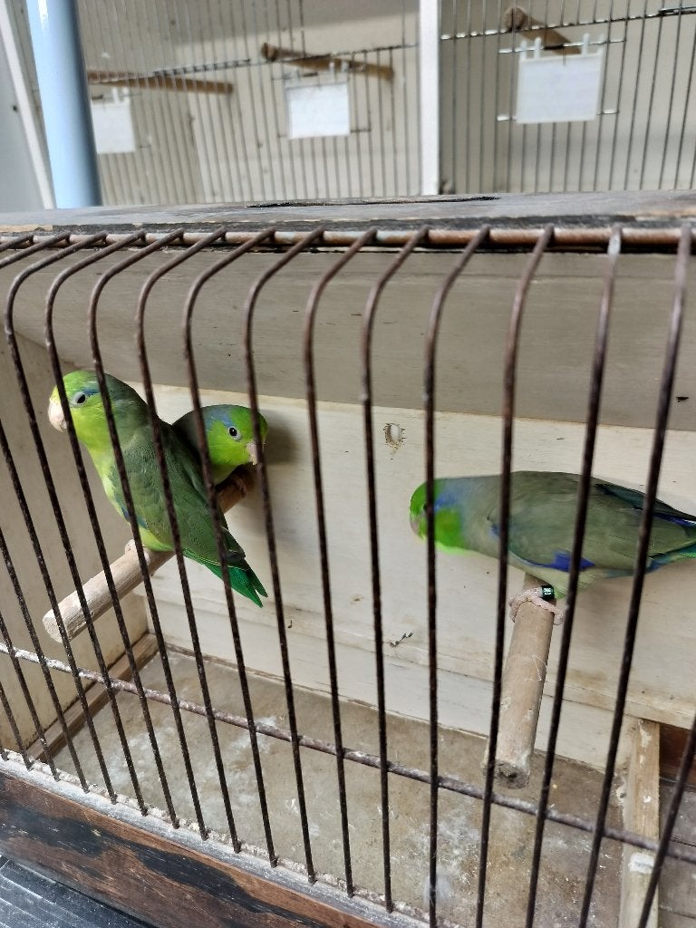 Forpussen, Dieren en Toebehoren, Mannelijk, Dwergpapegaai of Agapornis