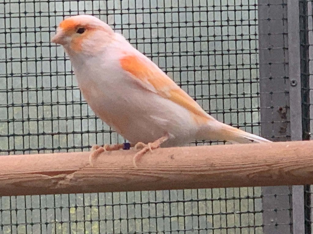 rood mozaiek kanaries, Dieren en Toebehoren