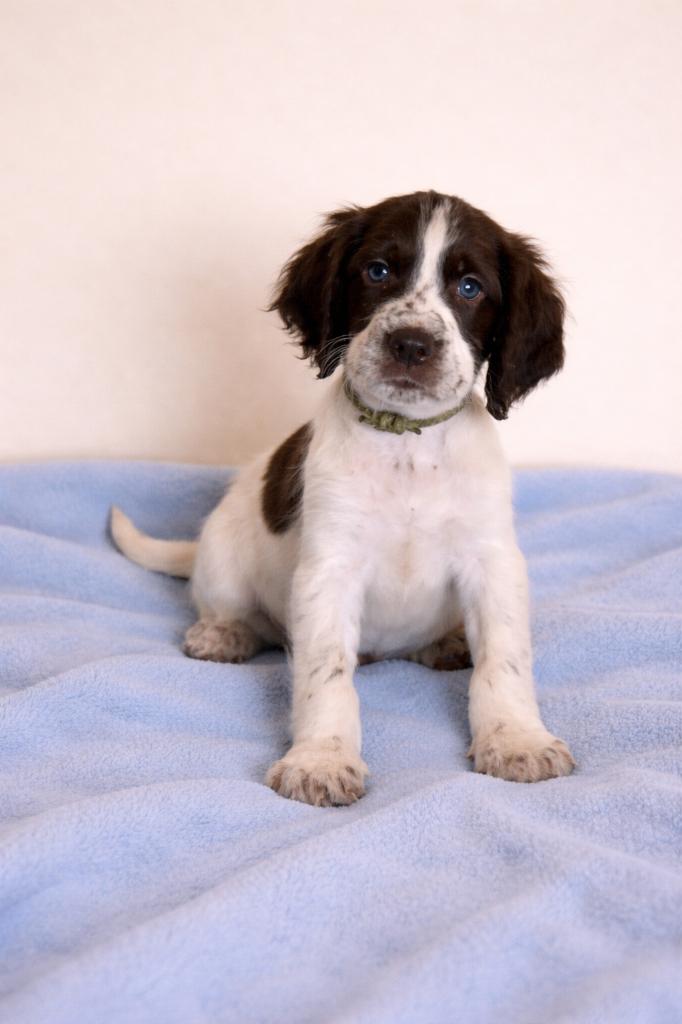 Engelse Springer Spaniel pup, Animaux & Accessoires, Chiens | Retrievers, Épagneuls & Chiens d'eau, Chien (mâle), Hépatite contagieuse (maladie de Rubarth)