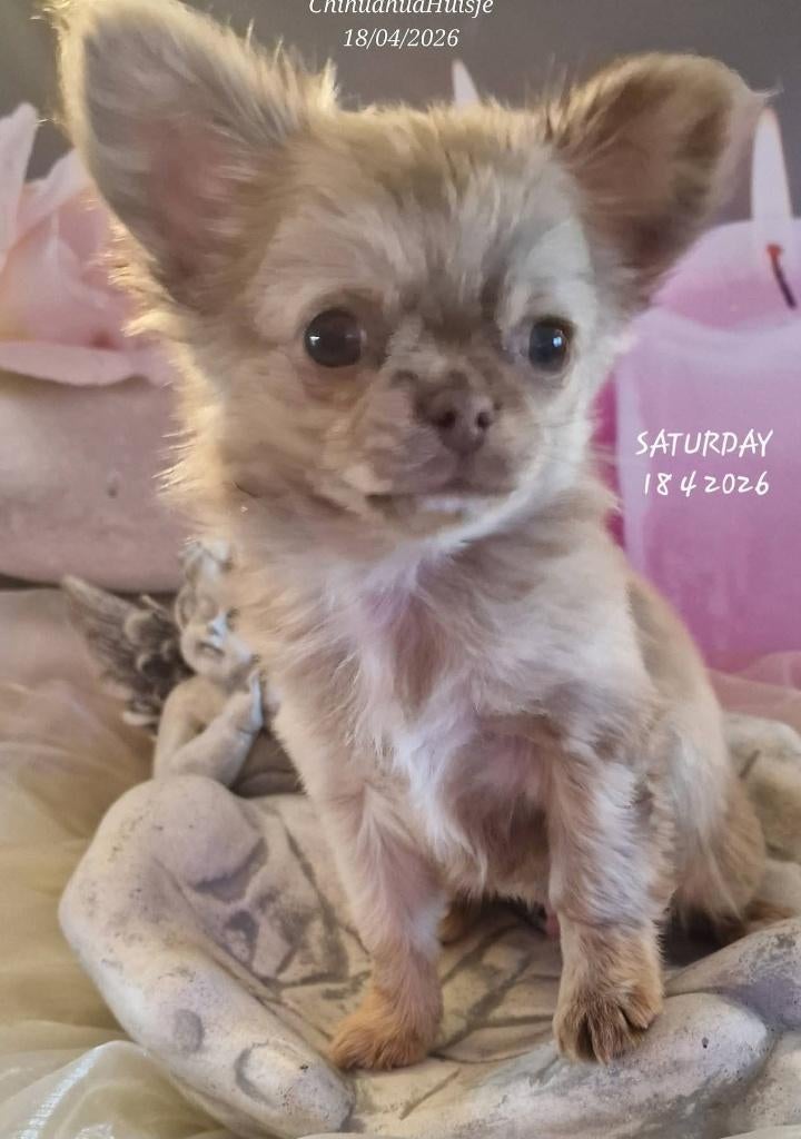 Chihuahua pup, Chien (mâle), Belgique, 8 à 15 semaines, Éleveur | Loisir