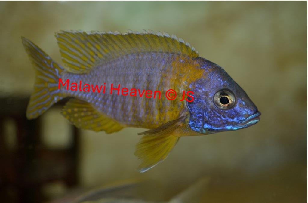 Aulonocara Kornelia Malawi Cichliden - de laatste exemplaren, Poisson, Poisson d'eau douce, Banc de poissons