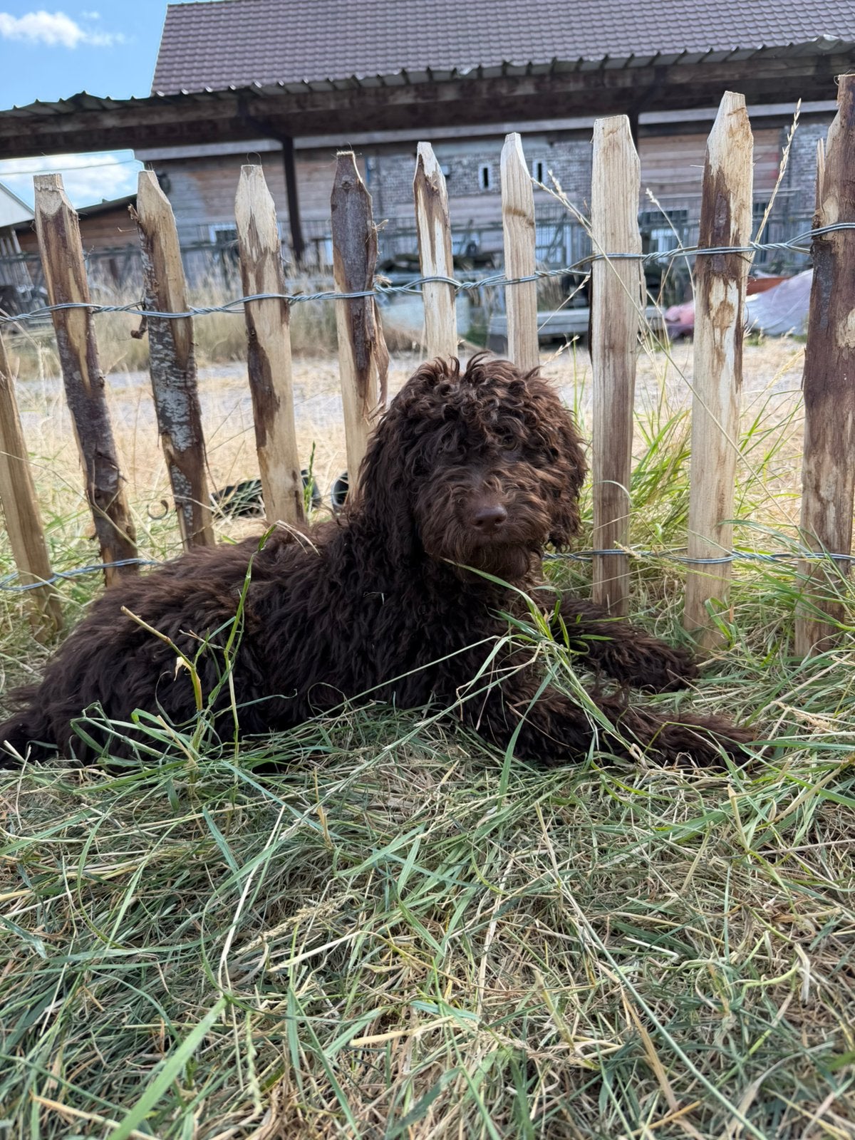 Mooie Labradoodle pups!, Parvo, België, 8 tot 15 weken, Labrador retriever