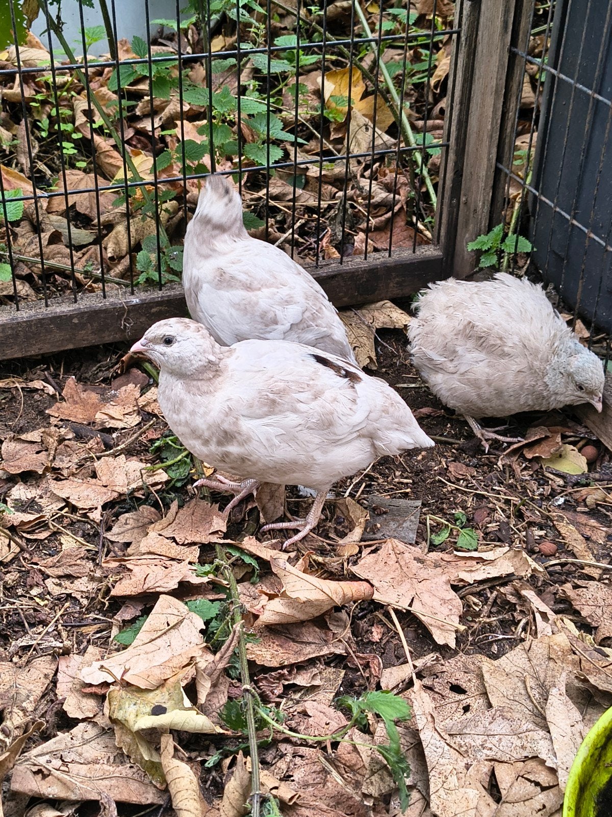 Japanse kwartel hanen, Meerdere dieren, Overige soorten
