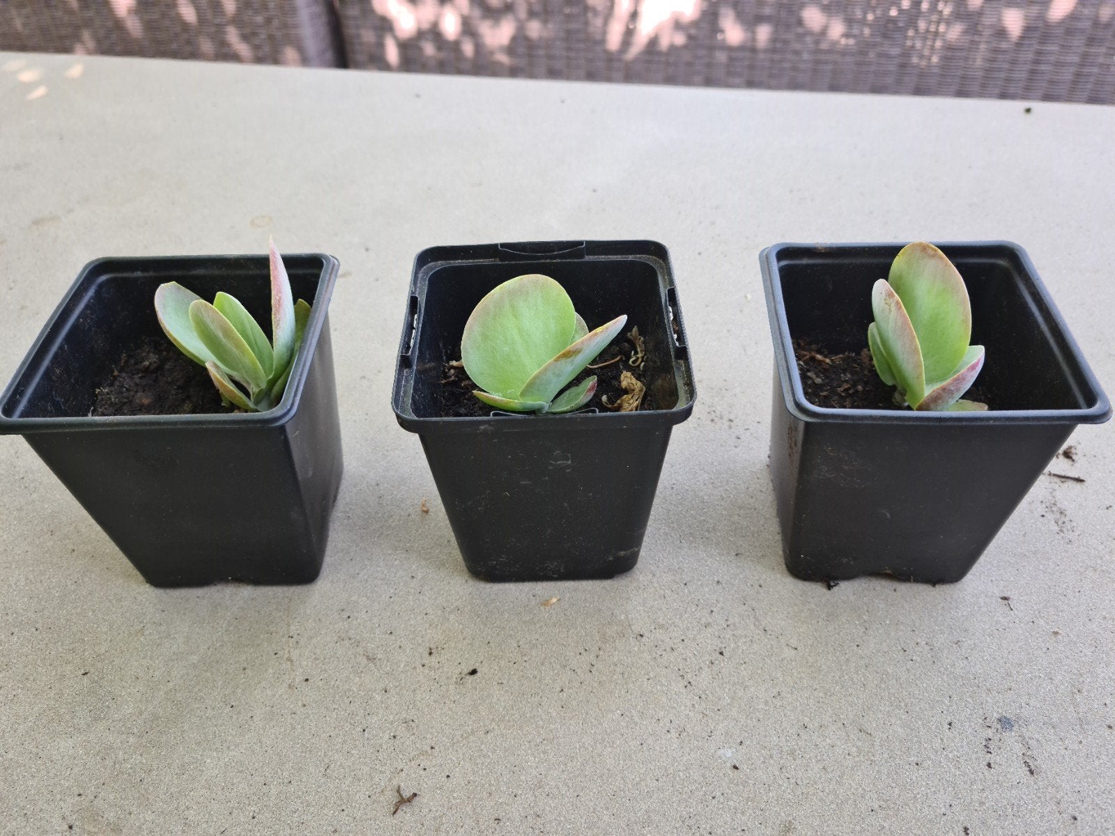 Planten, Tuin en Terras, Planten | Tuinplanten, Ophalen