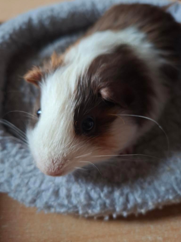 Ours cobaye à vendre, Janvier, Mâle, Cobaye