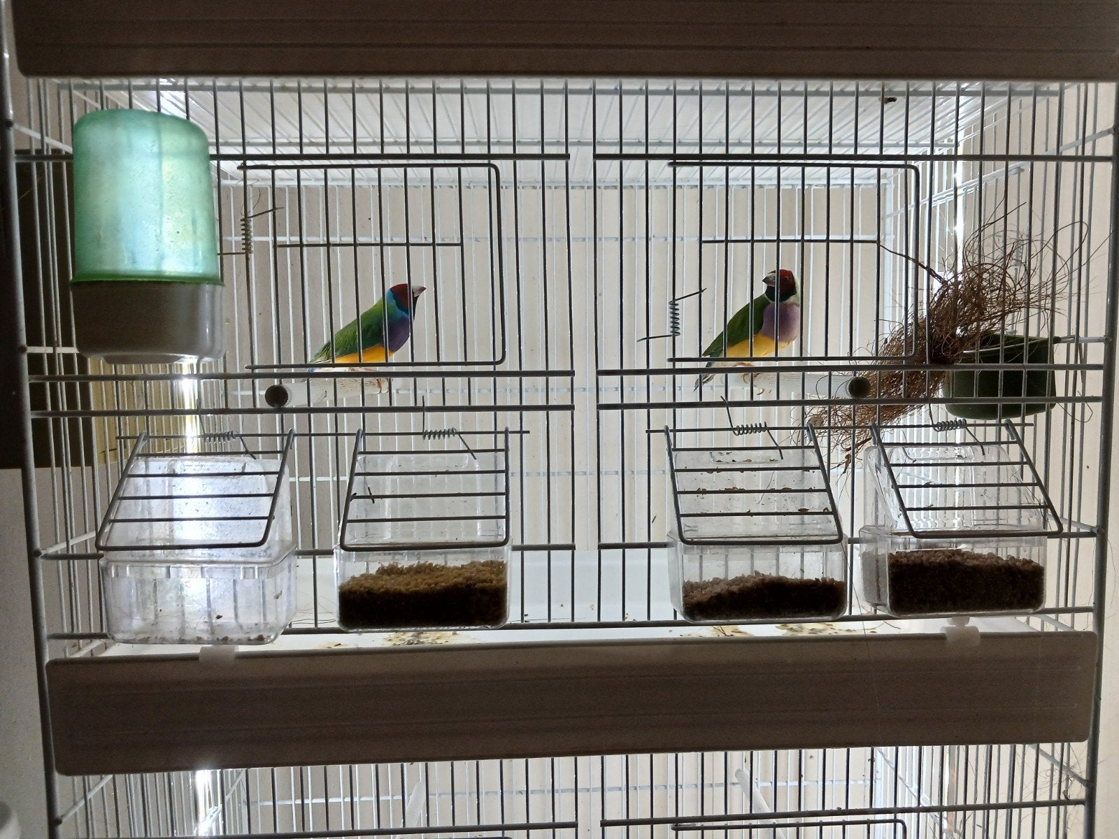 À vendre couple gould diamant., Animaux & Accessoires
