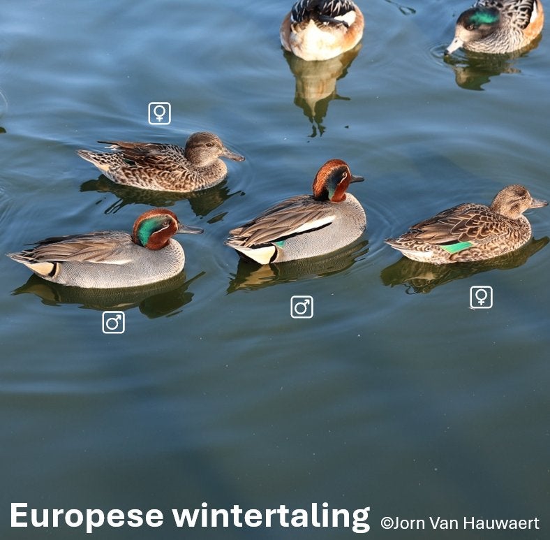 Siereenden - Eur. wintertaling vrouwtje, Dieren en Toebehoren, Vrouwelijk, Eend