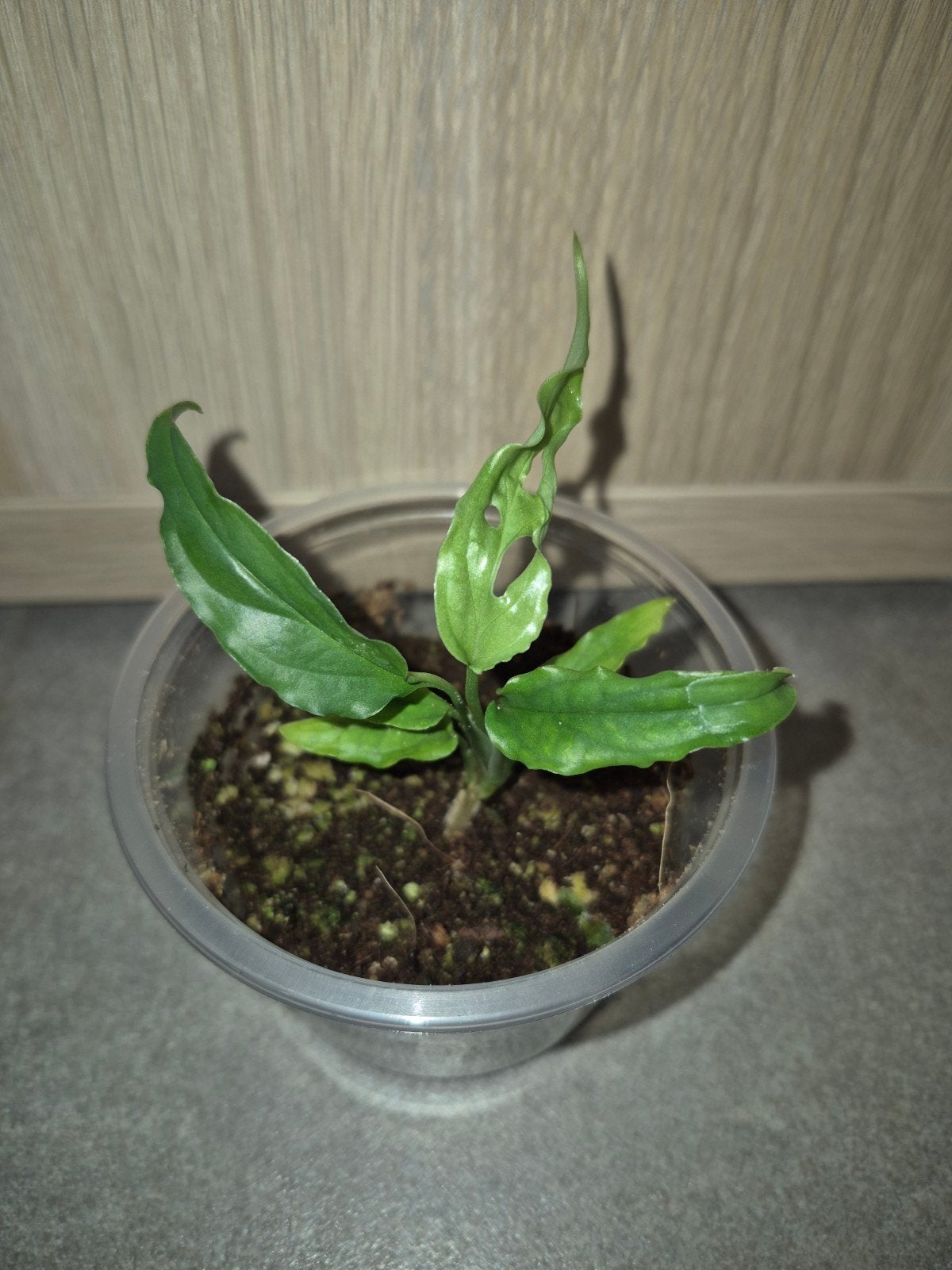 Monstera obliqua peru, Enlèvement