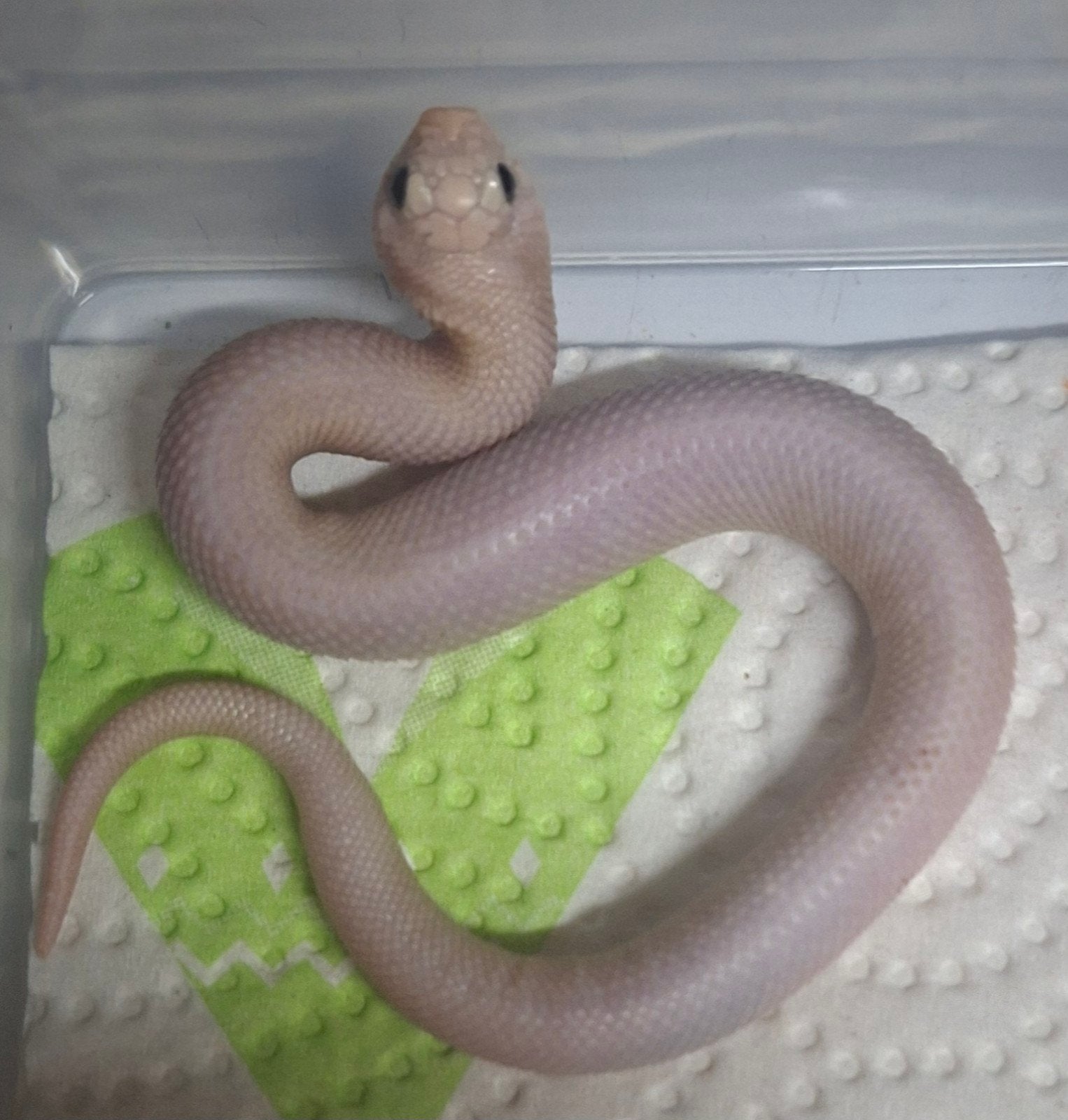 hognose lucy 1.0, Dieren en Toebehoren, Slang, Tam, 0 tot 2 jaar
