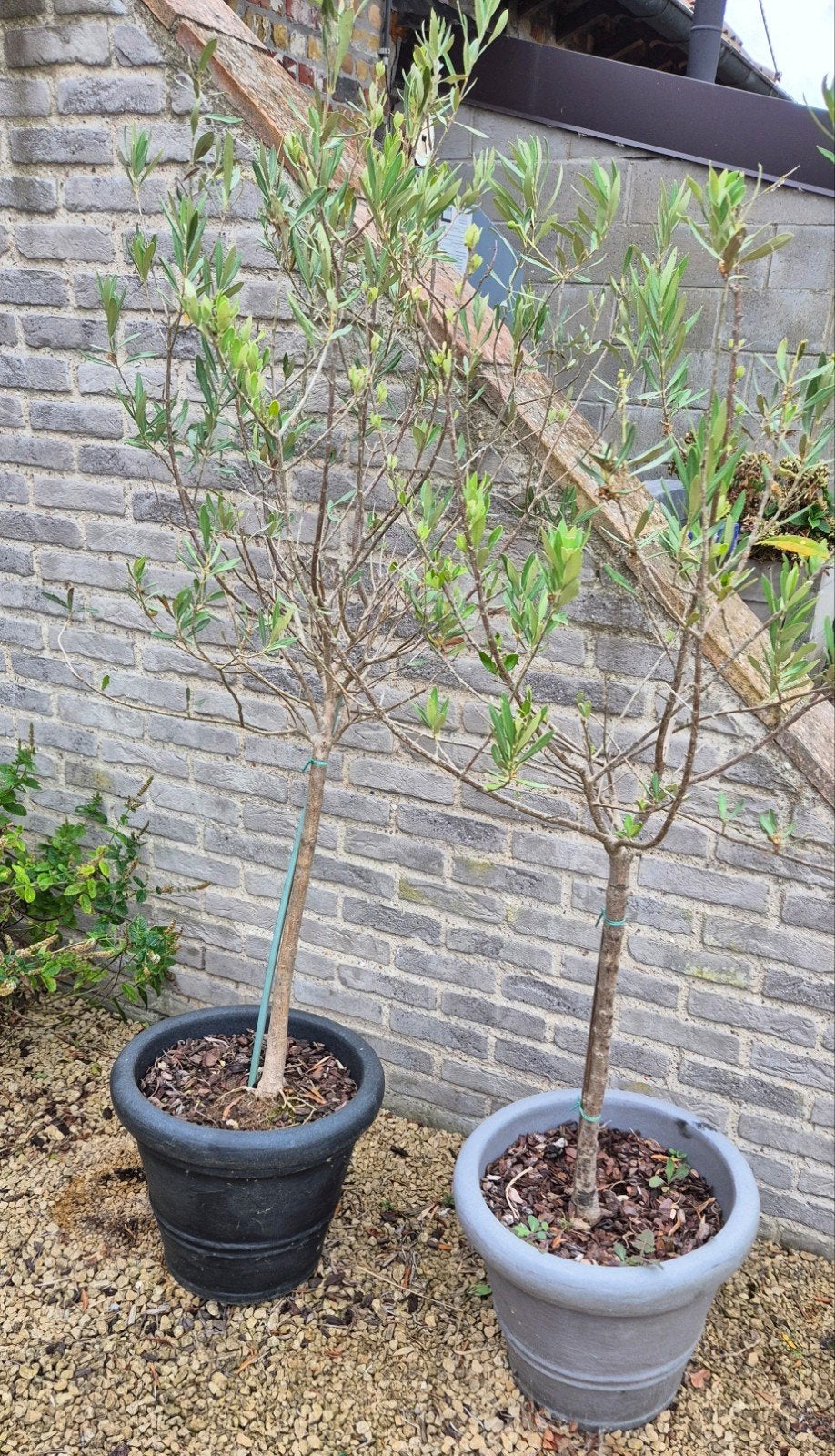 Olijfboom op stam in pot, Tuin en Terras, Planten | Bomen, Ophalen, In pot, Olijfboom