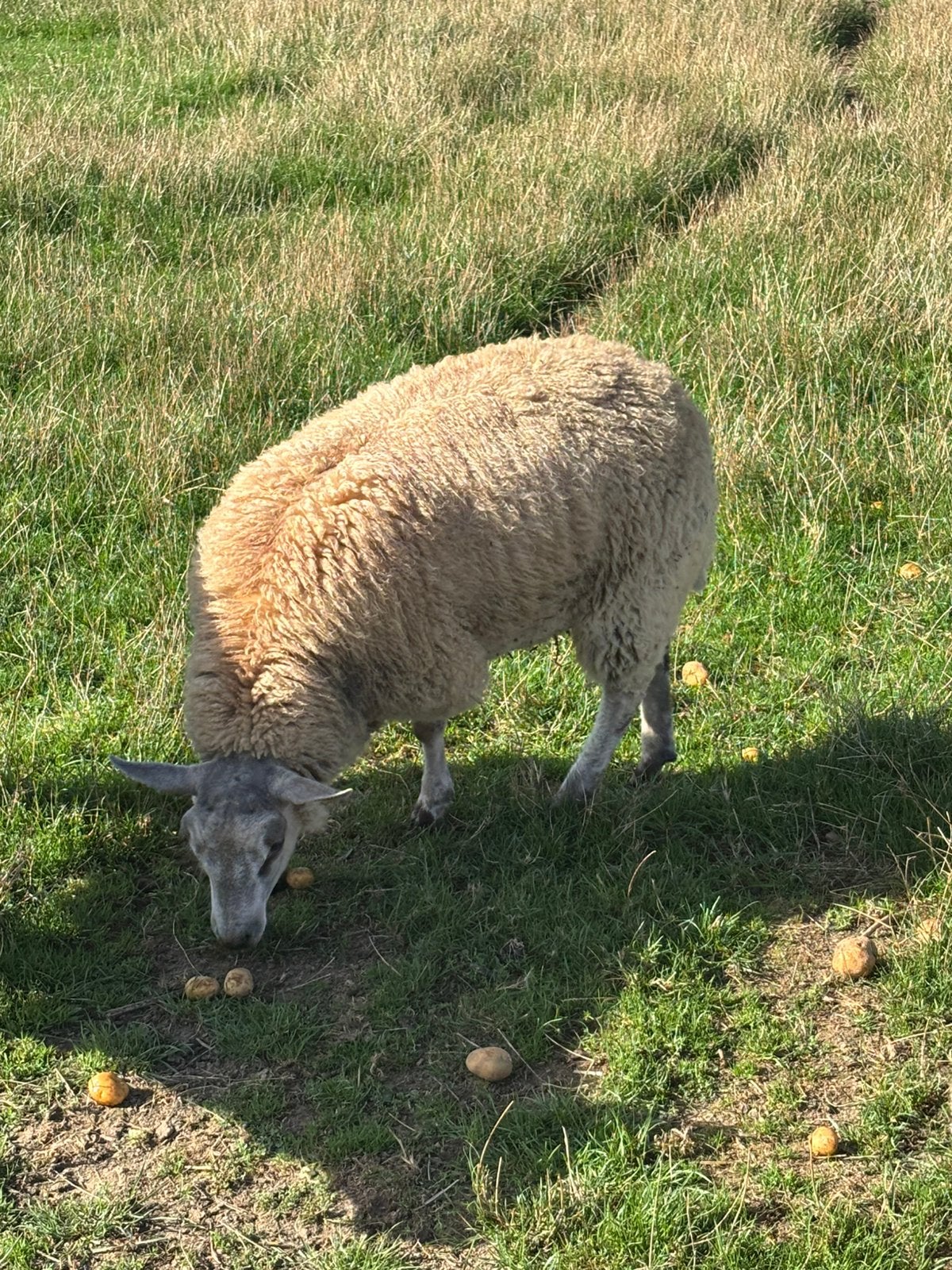 Schaap ram, Mâle, Mouton, 0 à 2 ans
