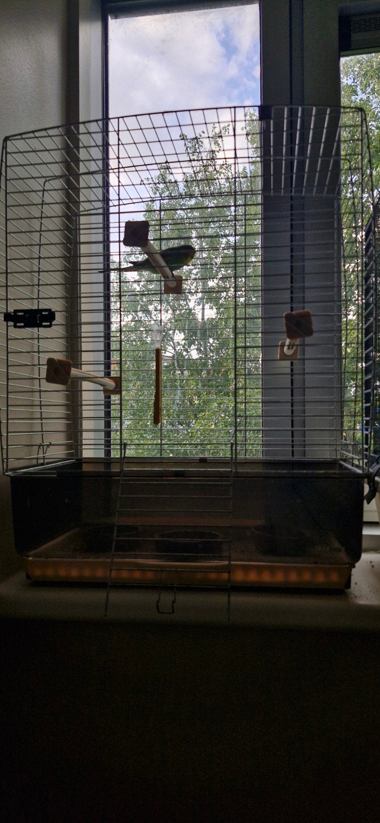 grande cage à oiseaux + perruche et accessoires, Mâle, Perruche
