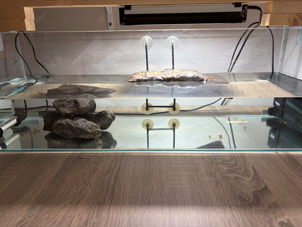 Waterschildpad, Dieren en Toebehoren, Schildpad, Met terrarium, 0 tot 2 jaar